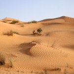 Und wieder die gemächliche Wanderung durch die Wüste.Morgens laufen, nachmittags reiten.