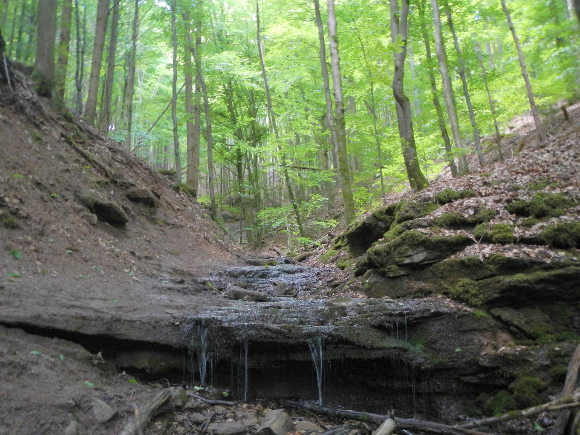 Schwäb. Wald: Spiegelberg-Hüttlenwald Schlucht-Juxkopf-Prevorst | Lisa ...